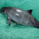 Image: National Geographic Stock/Flip Nicklin/Minden Pictures / WWF